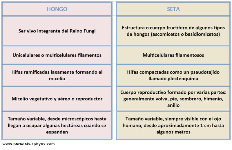 ¿Es lo mismo un hongo que una seta?,  respuesta con sus diferencias, definiciones y funciones