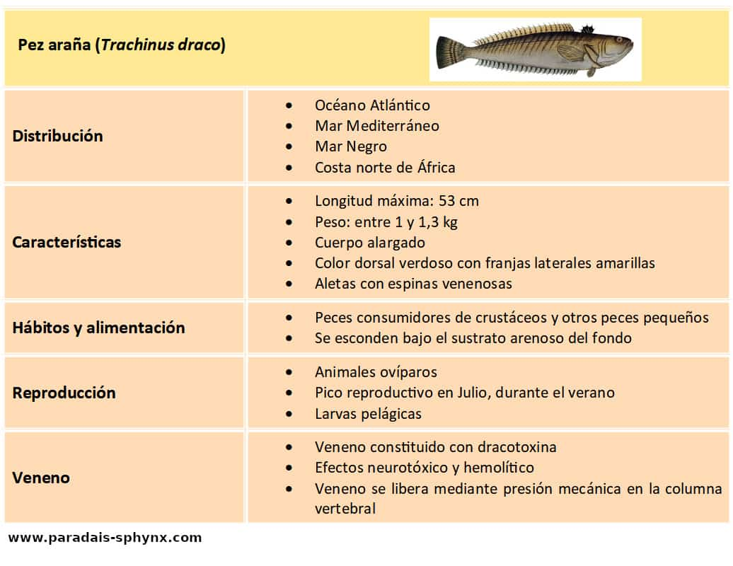 Ficha informativa del pez araña, Trachinus draco, incluida su picadura