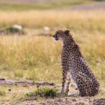 foto-para-como-se-comporta-el-guepardo