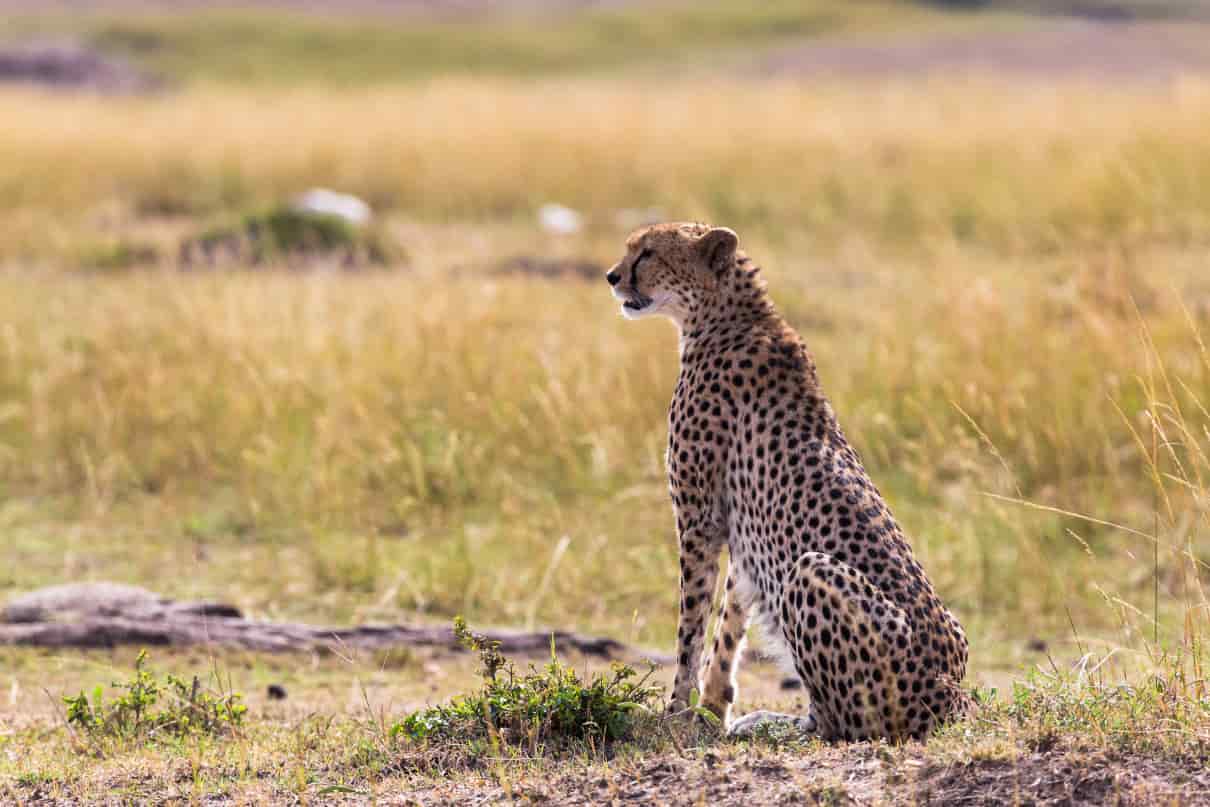 foto seleccionada para cómo se comporta el leopardo,  Acinonyx jubatus