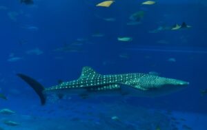 Peces planctófagos, características e importancia, ejemplos