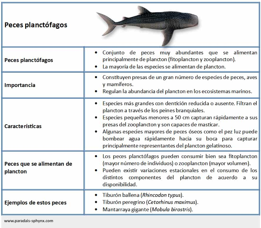 Cuadro resumen, esquema de los peces planctófagos