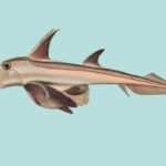 pez-gallo-callorhinchus-callorynchus