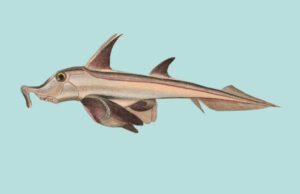 Pez gallo, Callorhinchus callorynchus, características y biología
