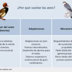 por-que-vuelan-las-aves