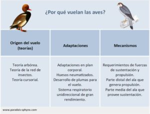 ¿Por qué vuelan las aves? Teorías, adaptaciones y mecanismos
