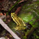 rana-arlequin-de-rancho-grande-atelopus-cruciger