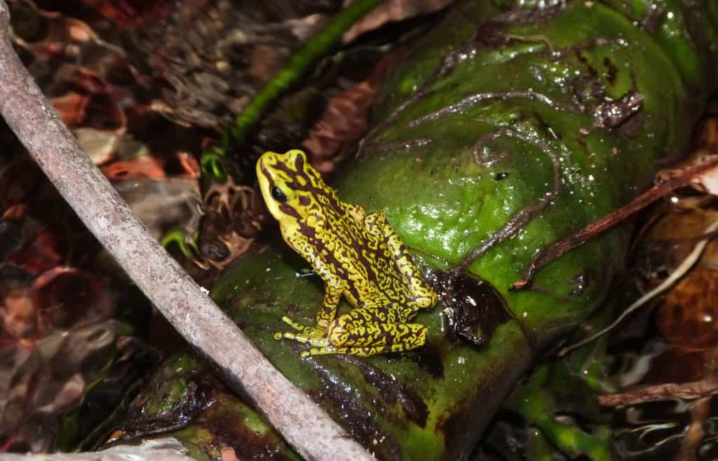 Rana arlequín de Rancho Grande, Atelopus cruciger