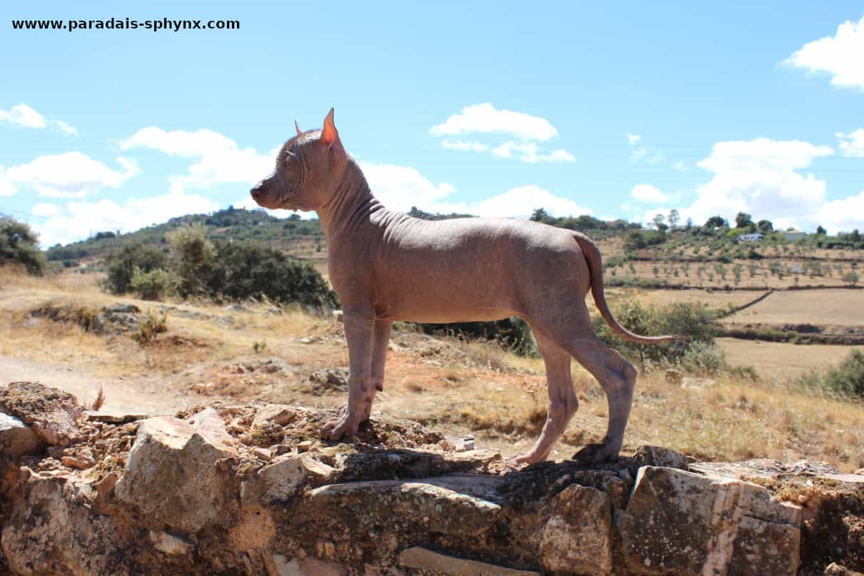 10 razas de perros más raras que deberías conocer