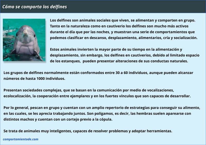 Resumen sobre cómo se comportan los delfines y sus curiosidades