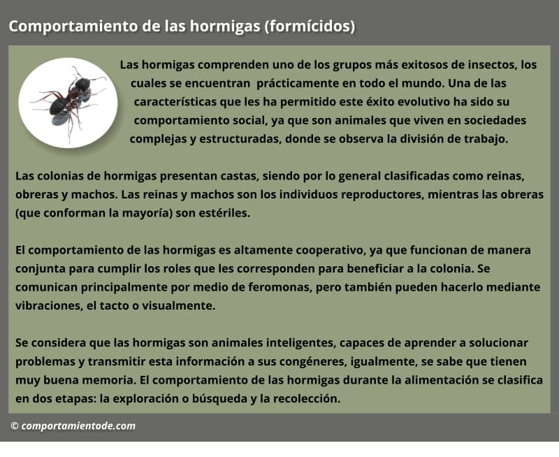 Resumen o esquema sobre el comportamiento de las hormigas, formícidos