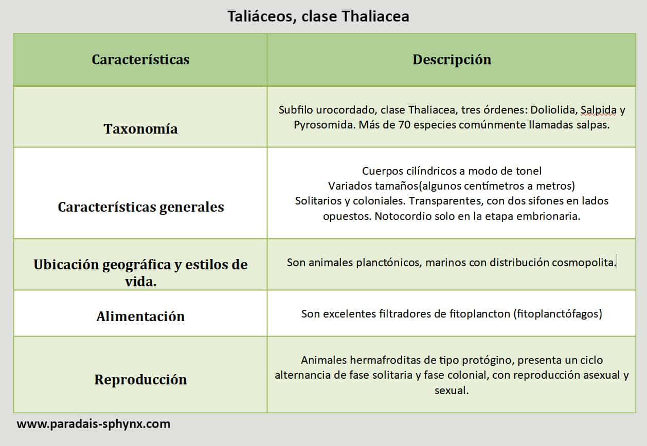 Taliáceos, clase (Thaliacea), características y ciclo de vida