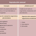 Tipos de reproducción asexual, en organismos unicelulares y pluricelulares tipos-de-reproduccion-asexual