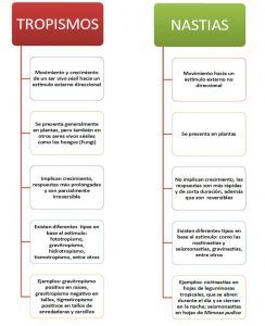 Tropismos y nastias, qué son, diferencias y ejemplos