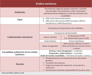 Ácidos nucleicos, qué son, estructura y tipos, resumen explicativo