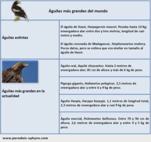 Águilas más grandes del mundo