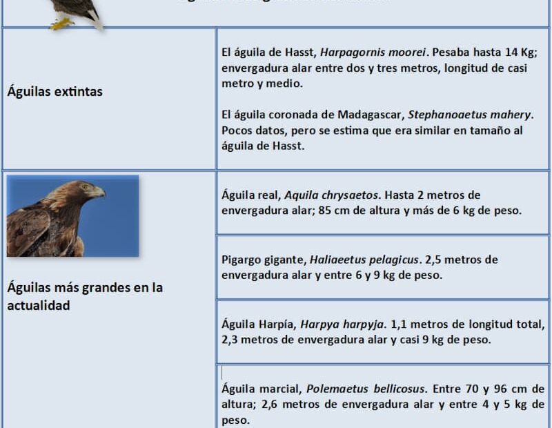 Información de aves y pájaros - Animales y biología