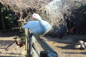 Aves de corral, cómo son, características, grupos y ejemplos