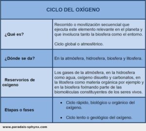Ciclo del oxígeno, qué es, dónde se da, fases e importancia