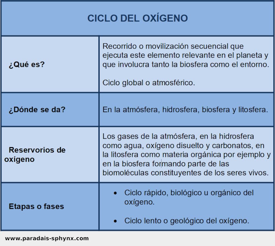 Ciclo del oxígeno, resumen o esquema