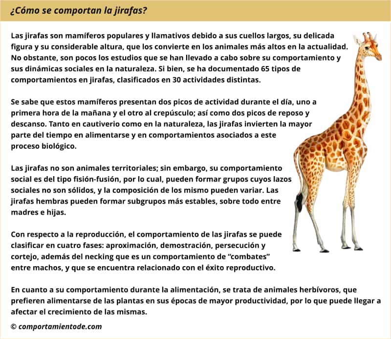 Resumen sobre el comportamiento de las jirafas