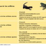 esquema-resumen-lengua-de-los-anfibios