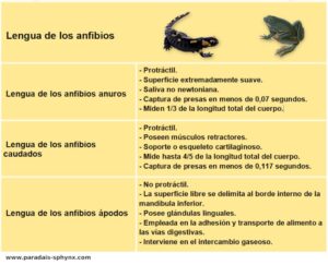 Lengua de los anfibios, ranas, sapos, salamandras y cecilias