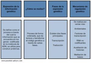 Expresión de la información genética, qué es y cómo se realiza