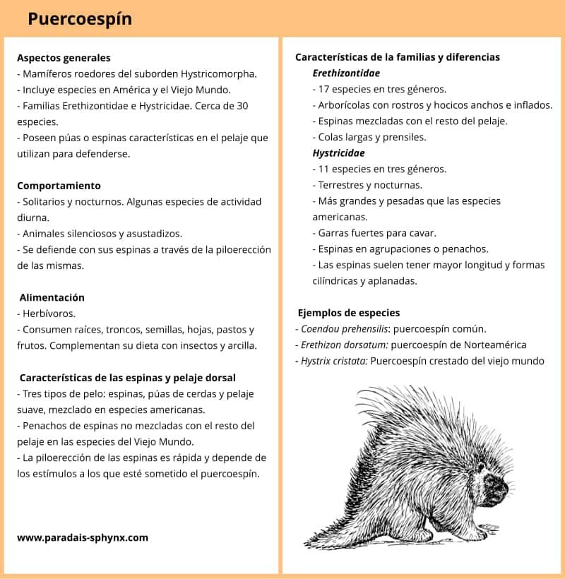 Ficha resumen del puercoespín
