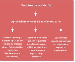 Función de nutrición, qué es, tipos, con esquema orientativo