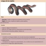 lengua-de-los-reptiles