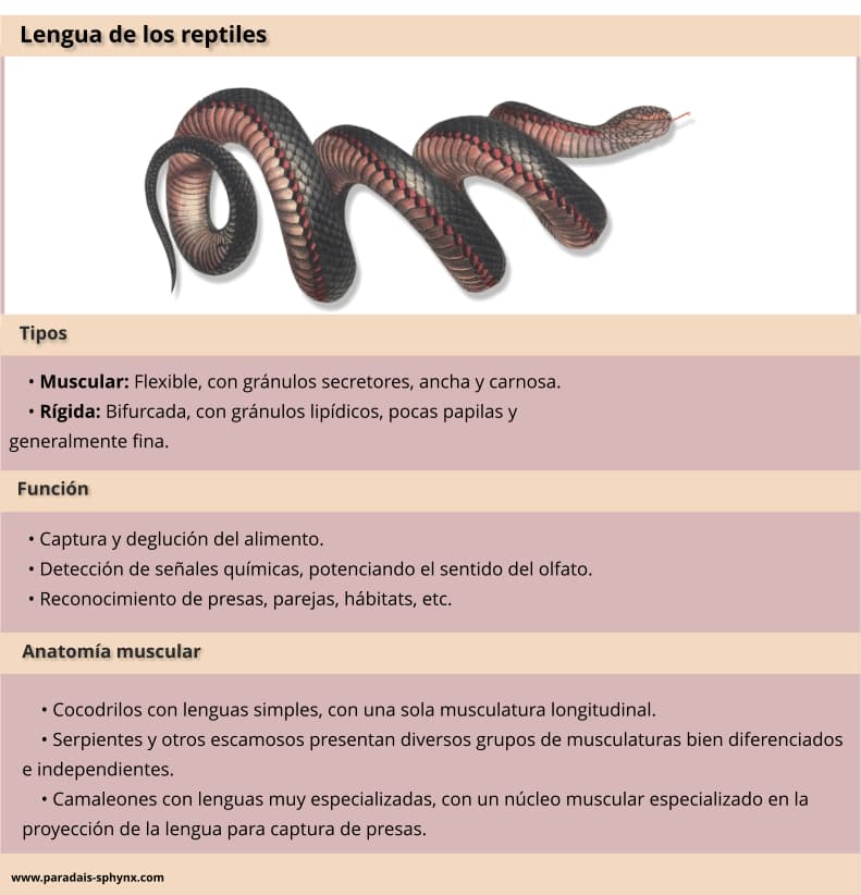 Lengua de los reptiles, tipos y funciones