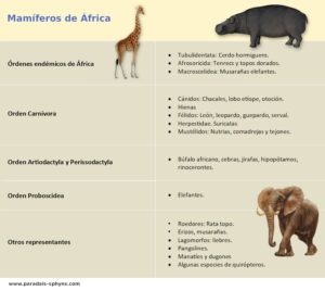 Mamíferos de África y su gran diversidad ¡Descúbrelos!