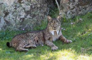 Mamíferos de España, fauna ibérica representativa