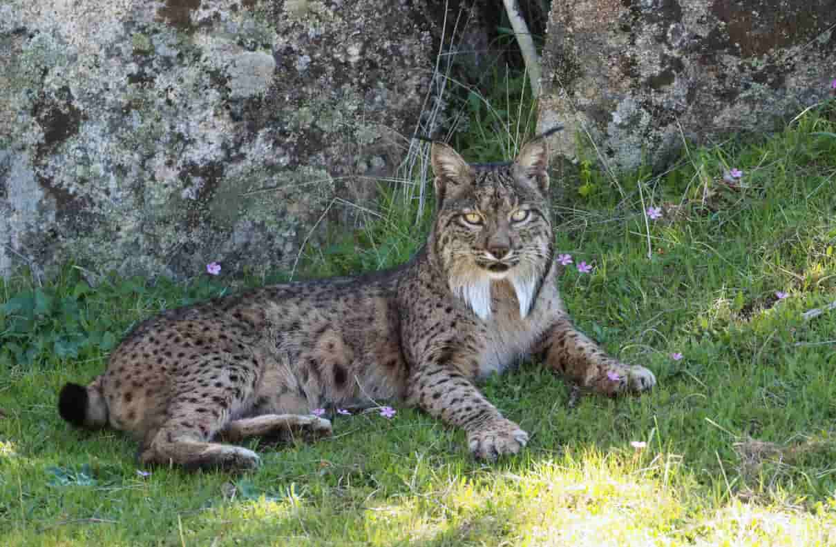 Mamíferos de España, lince ibérico