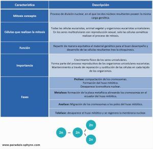 Mitosis, qué es, fases con resumen explicativo. Función e importancia