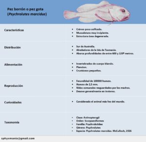 Pez borrón, Psychrolutes marcidus, características y ciclo de vida