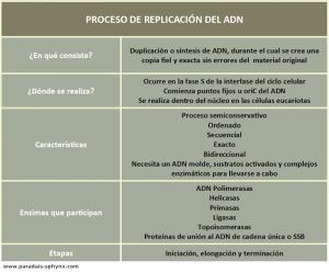 Proceso de replicación del ADN, dónde se realiza, etapas y características