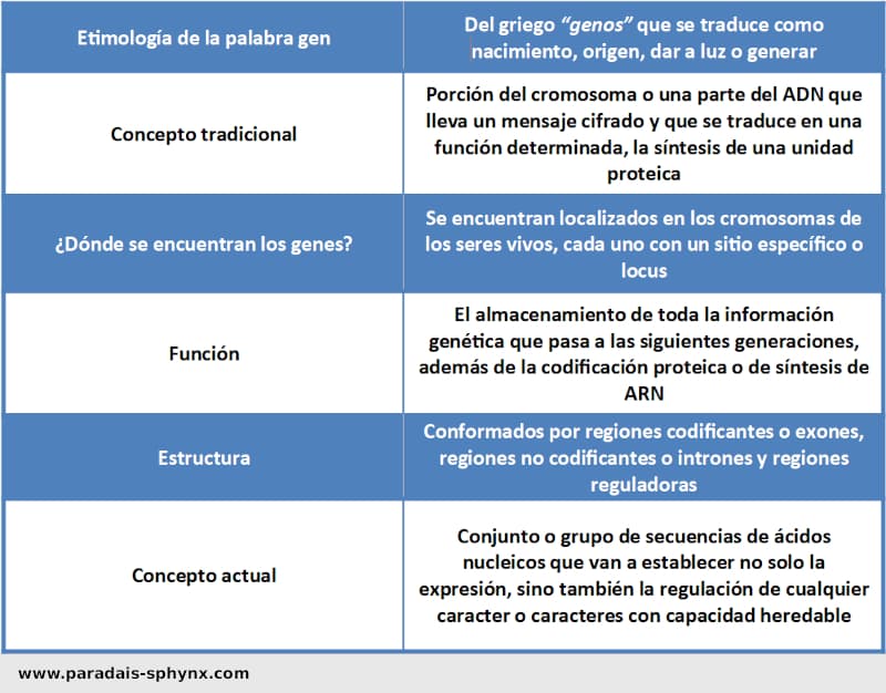 Resumen, esquema sobre qué es un gen y su estructura.