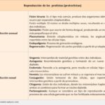 reproduccion-de-los-protistas-protoctistas