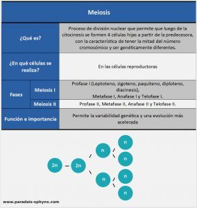 Qué es la Meiosis y cuáles son sus fases, con esquema o resumen