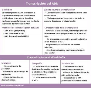 Transcripción del ADN, qué es, cómo se lleva a cabo y sus fases