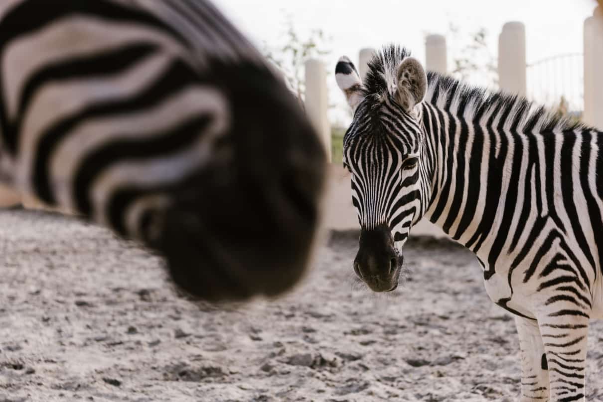 Imagen seleccionada para tipos de comportamientos