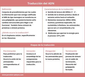 Traducción del ADN , qué es y dónde se da, etapas