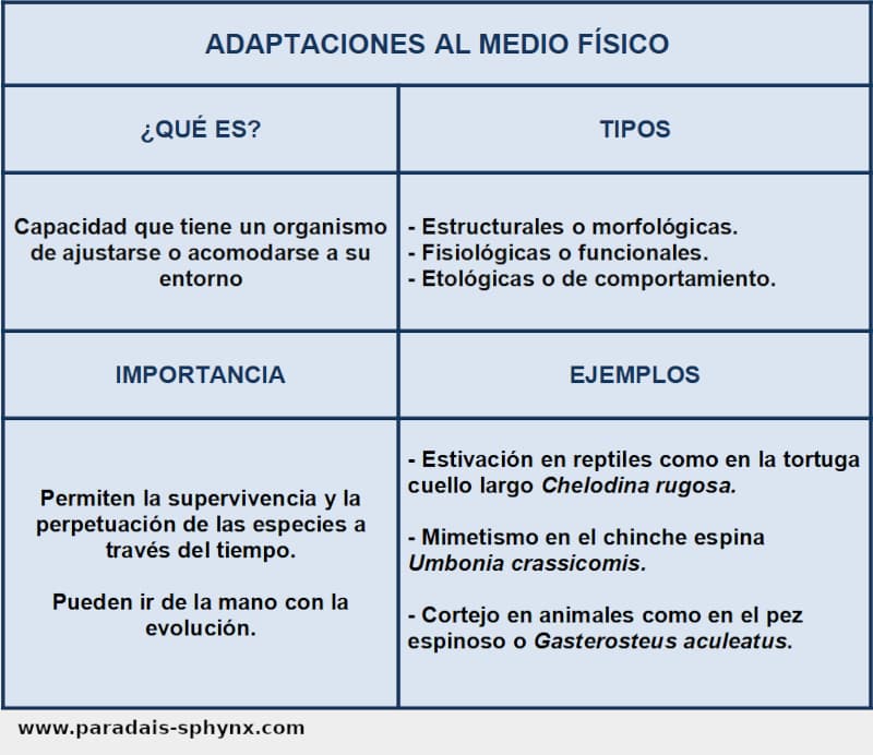 Adaptaciones al medio físico de los organismos, resumen con ejemplos