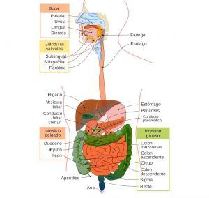Aparato digestivo humano, sus partes y funcionamiento