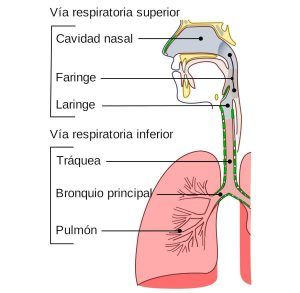 El aparato respiratorio del hombre, su funcionamiento y órganos involucrados