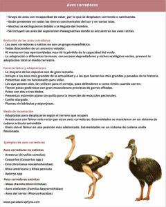 Aves corredoras, características, locomoción y adaptaciones