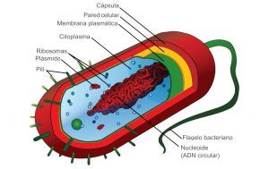Bacteria, definición, estructura, nutrición y reproducción. Ejemplos o tipos