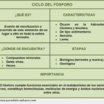 ciclo-del-fosforo
